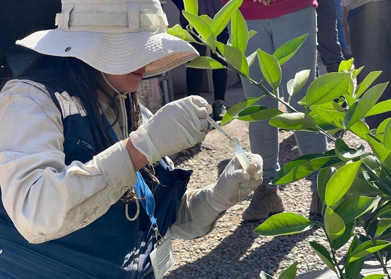 Seremi de Salud aplicará control químico tras hallazgo de huevos de Aedes aegypti en la comuna de San Esteban